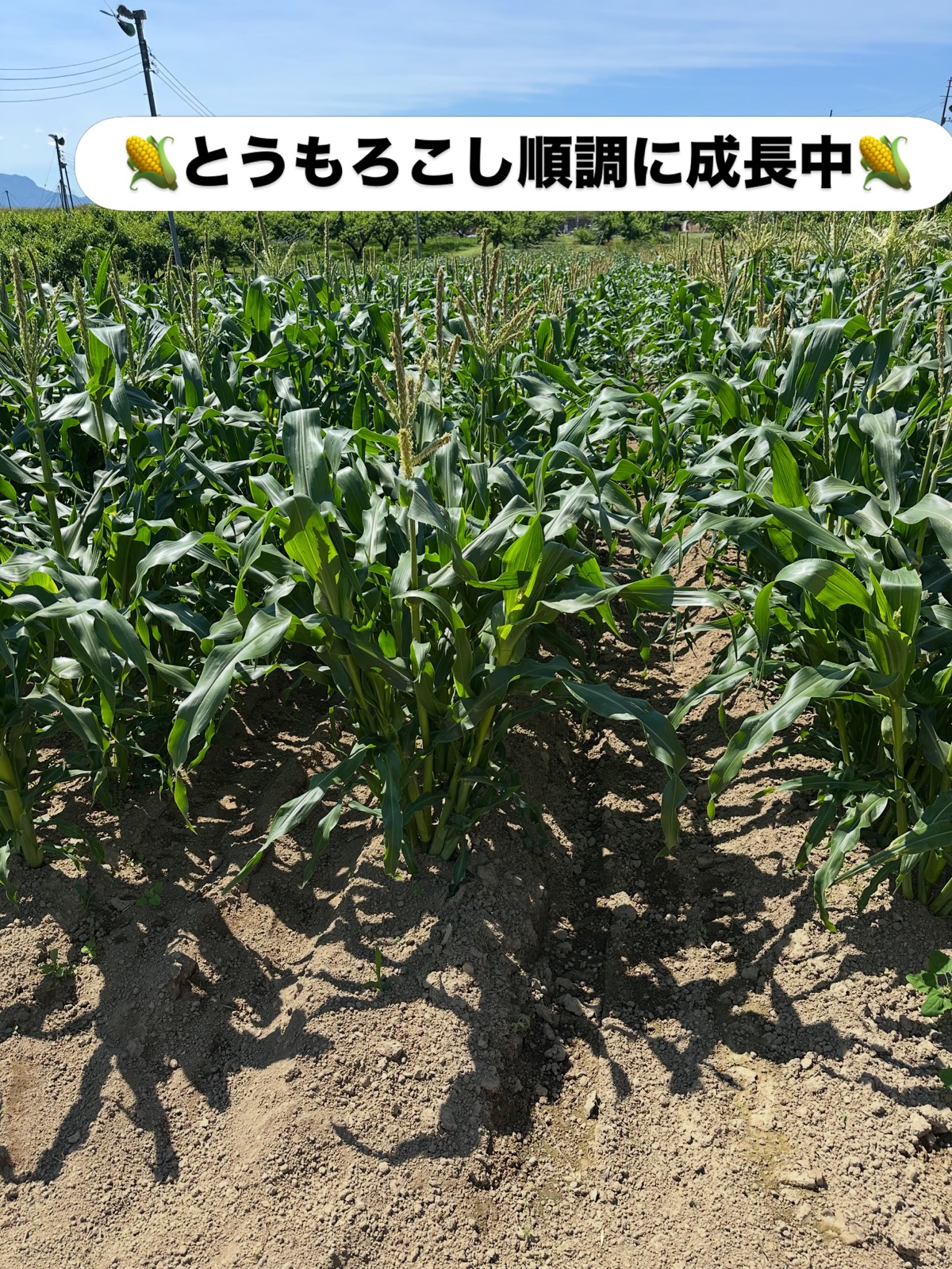 とうもろこし順調に育っています🌽

YAMAKI FARMのとうもろこし畑では、
雄穂が出そろい、順調に生育中です！

今年も甘くて粒の大きなとうもろこしをお届けできるよう、
毎日管理を頑張っています💪

🌽収穫開始予定：7月中旬🌽

朝採りの新鮮なとうもろこしを
ぜひ楽しみにお待ちください😊

販売開始日や出荷情報は
こちらで随時お知らせします！

#YAMAKIFARM
#とうもろこし
#おおもの
#朝採り
#新鮮野菜
直売所
農家直送
福島県
国見町
夏の味覚